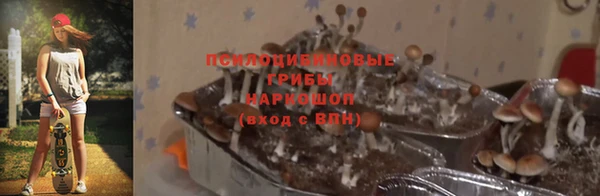 ПСИЛОЦИБИНОВЫЕ ГРИБЫ Новозыбков