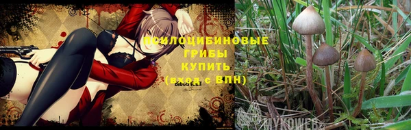 ПСИЛОЦИБИНОВЫЕ ГРИБЫ Новозыбков